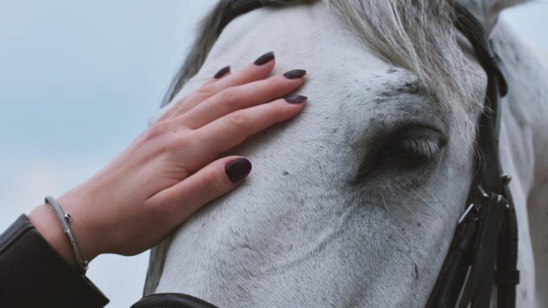 Sådan hjælper du din hest før og efter rideturen